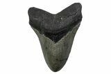 Serrated, Fossil Megalodon Tooth - North Carolina #379221-1